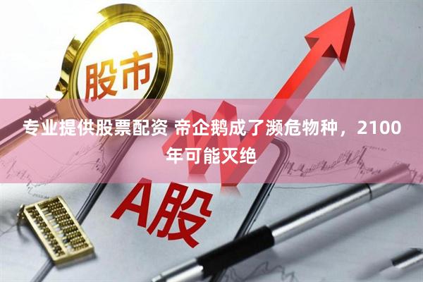 专业提供股票配资 帝企鹅成了濒危物种，2100年可能灭绝